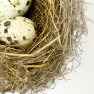 eggs in bird's nest